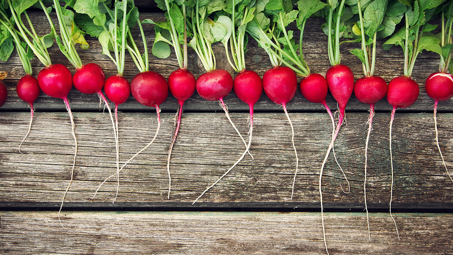 редис Мечта Алисы F1